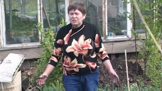Зеленый сад фильм № 206 " Лук. Томаты, перцы. Розы" от 04.06.2016г. г.Хабаровск (zeleniisad.ru) Зеленый сад фильм № 206 " Лук. Томаты, перцы. Розы" от 04.06.2016г. г.Хабаровск (zeleniisad.ru)