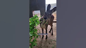 غزال بأنياب أطول من الأسد ينتج المسك وانتظر حتى تسمع الصوت العجيب الذي يصدره Shorts 