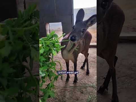 غزال بأنياب أطول من الأسد ينتج المسك وانتظر حتى تسمع الصوت العجيب الذي يصدره 