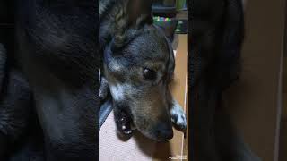 虎太郎 ＫＯＴＡＲＯ ぼね　#犬 #dog #虎太郎