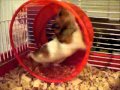 The hamster  keep on moving