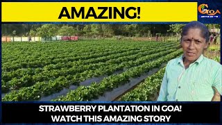 #Amazing! Strawberry plantation in Goa! Watch this amazing story screenshot 3