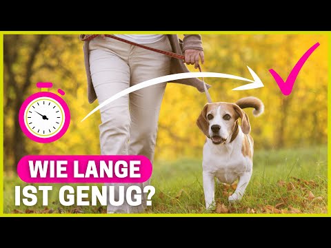 Video: Wie sehr bluten weibliche Hunde in Hitze?