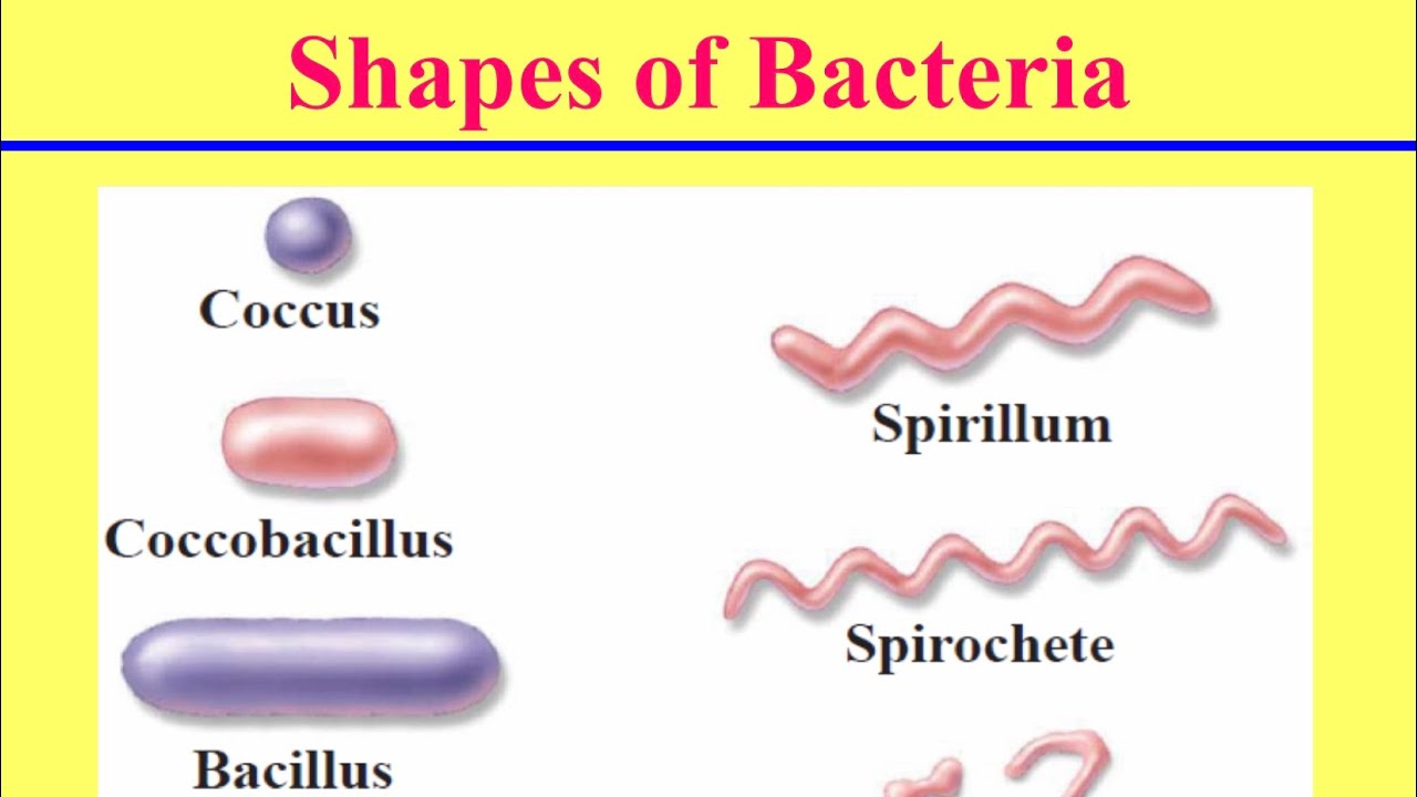 الاشكال المختلفة للبكتيريا Shapes of Bacteria