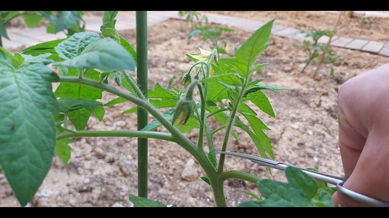 Κλάδεμα ντομάτας, απαραίτητο! Δείτε το!