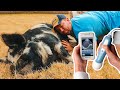 I can already HEAR the PIGLETS squealing! 🐷 (Hermione the pig's ultrasound)