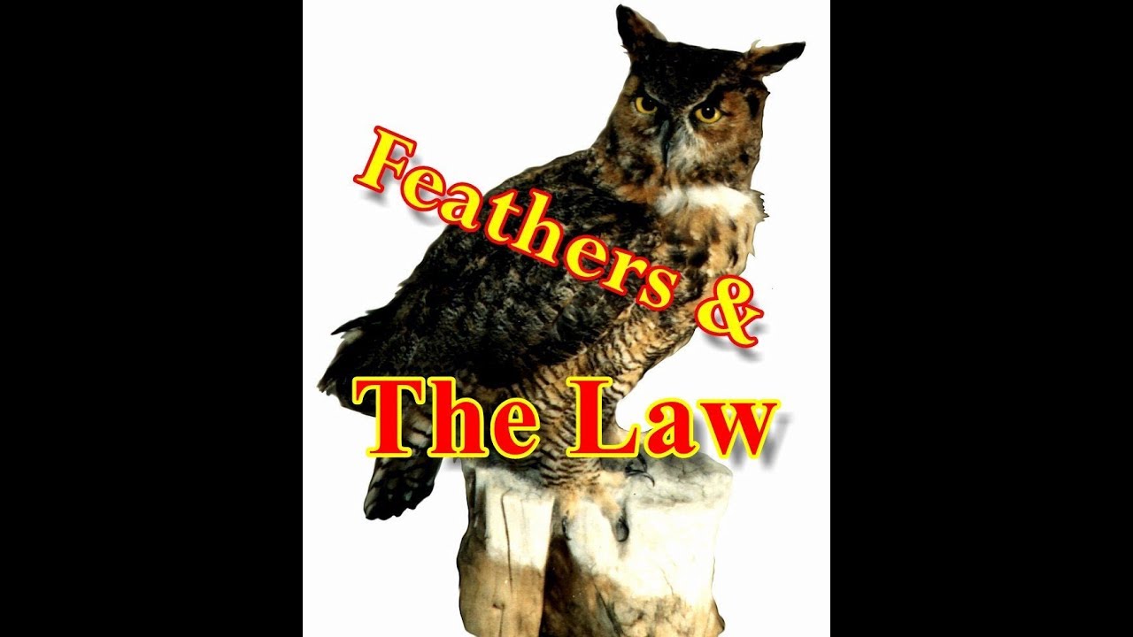 Feathers & The Law