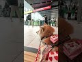 駅員さんを待つ様子【介助犬と桃にゃん】 #柴犬介助犬 #介助犬るな #介助犬と桃にゃん #介助犬 #dog #doglover #cutedog #shiba
