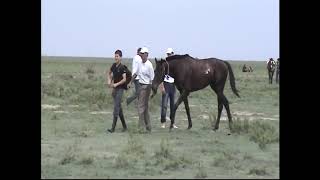 Конные скачки в с. Гергебиль