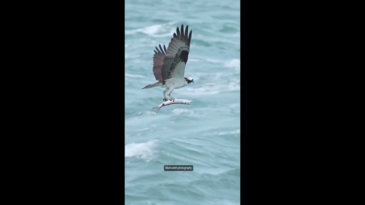 Awesome and Cute Animal Videos! #12