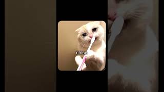 wedge what's this?? #dentistasmr #dentistry #dentistry101 #dentistryand