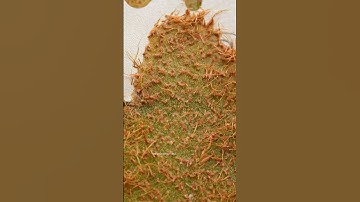 Shaving a Kiwi | Satisfying Macro ASMR