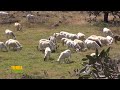 Tierra Fértil Tv-Grandes campeones en la ganadería de ovinos “Rancho Pajaritos"(13.11.21)
