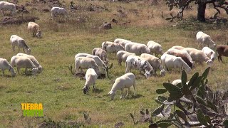 Tierra Fértil Tv-Grandes campeones en la ganadería de ovinos “Rancho Pajaritos"(13.11.21)