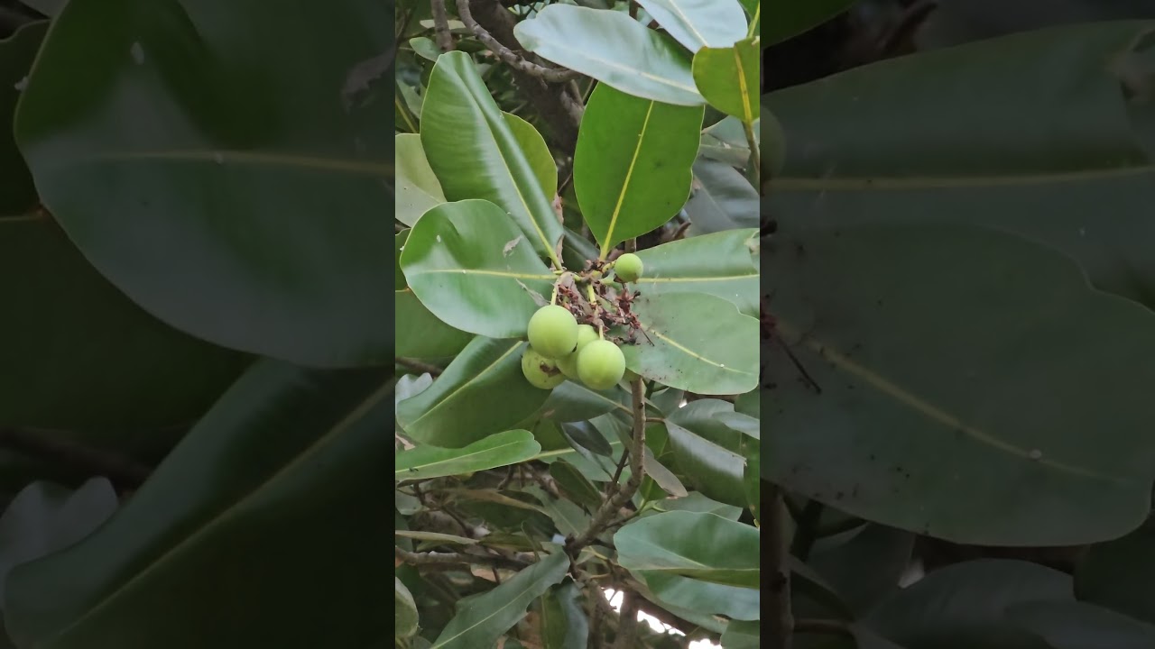 плоды Callophyllum inophyllum