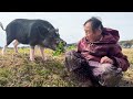 飼いブタとひぃばあちゃん94歳との不思議な関係