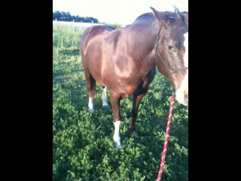 Quick video showing the signs of what founder/laminitis looks like.