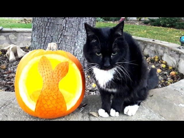 🎃 How to carve a Mermaid Tail in a Pumpkin Timelapse 🧜♀️ - YouTube free-printable-mermaid-pumpkin-stencil-carving-template-the-benson-street
