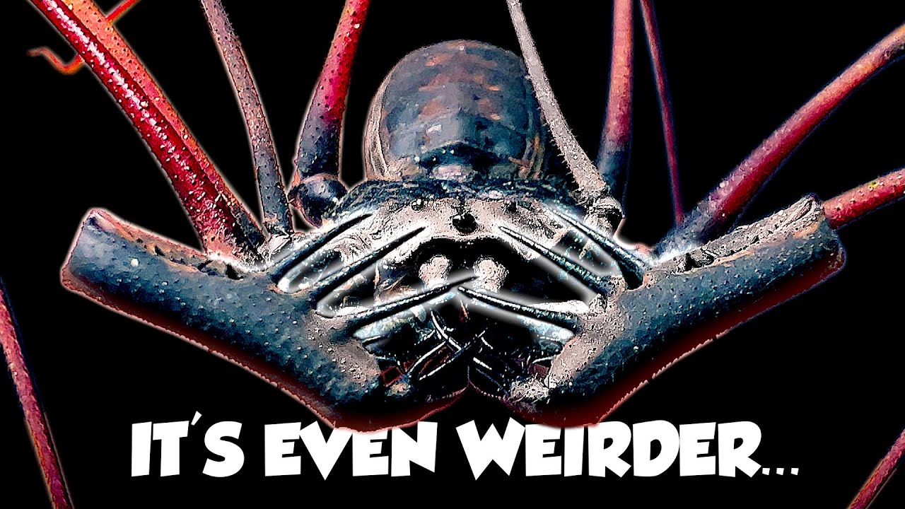 Самое странное паукообразное в мире — это НЕ скорпион.