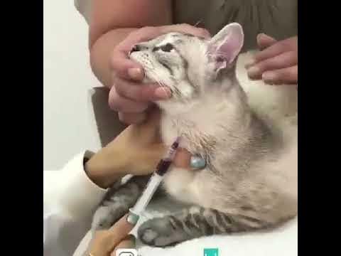 взятие крови у кошки! уникальное видео👍 - YouTube