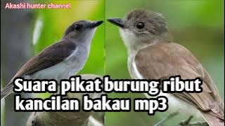 suara pikat burung ribut kancilan bakau mp3