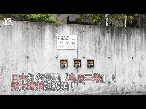 日本知名景點「島原三柴」！頭卡牆洞超級萌！《VS MEDIA》