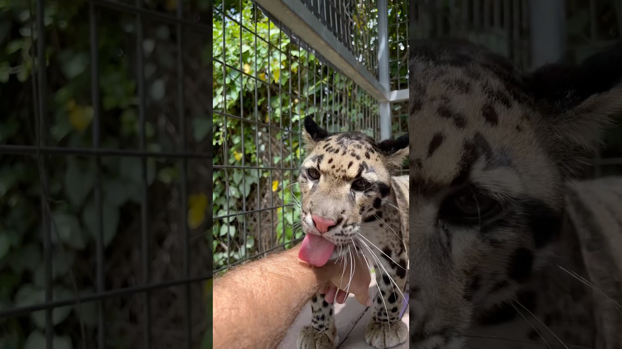 Leopard Licks! 