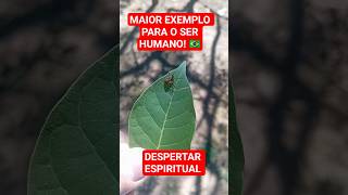 Despertar Espiritual #espiritualidade #despertarespiritual #despertardaconsciencia #youtubeshorts