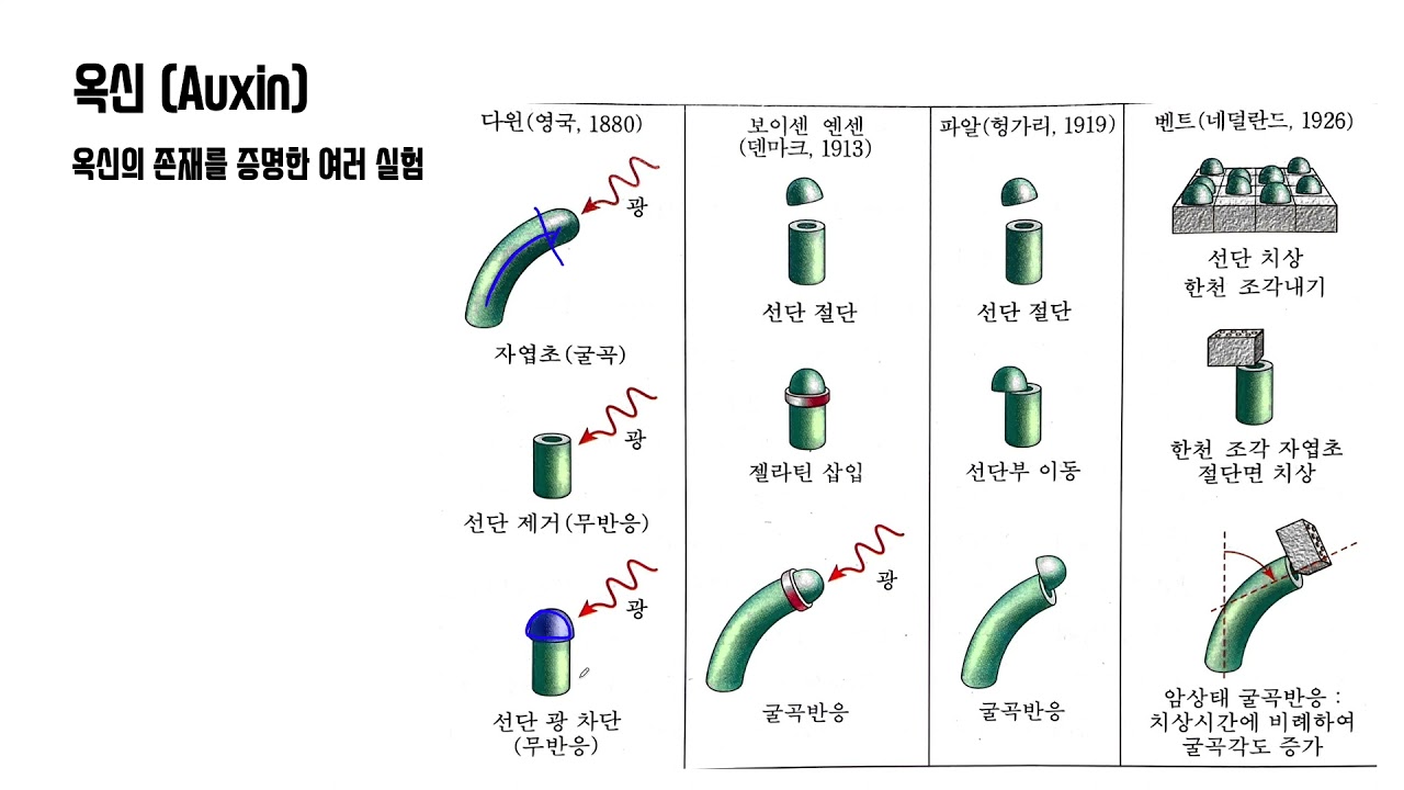 11강 식물호르몬 (손해평가사 1차시험 재배학 기초강의)