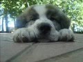 Pyrenean Mastiff Puppy Centenero de Reis D'Aragon の動画、YouTube動画。