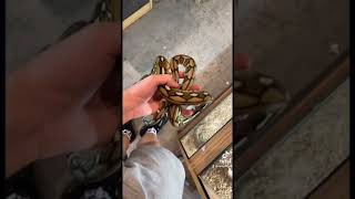 super dwarf reticulated pythons Wealth