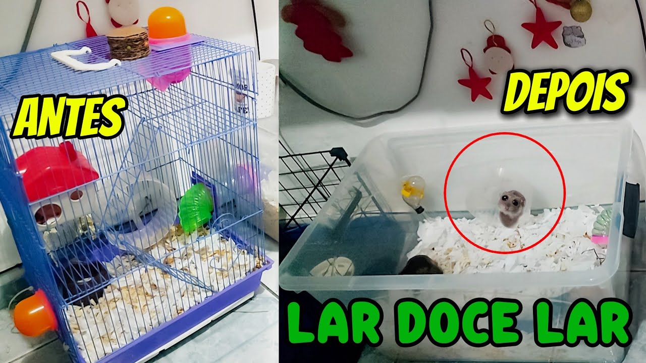 DY TIRAMOS A GAIOLA DO HAMSTER ANÃO RUSSO E MUDAMOS PARA UMA GIGANTE CAIXA ORGANIZADORA DE 65 LITROS