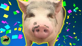 Smartest Pig Plays Games to Win Treats! by Animals Doing Things  474 views 3 years ago 3 minutes, 1 second