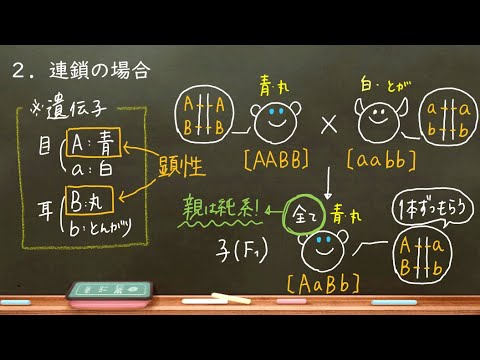 おうち生物　38. 連鎖と独立(詳細欄にて訂正あり) (高校生物)