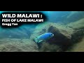 WILD MALAWI : The Fish of Lake Malawi