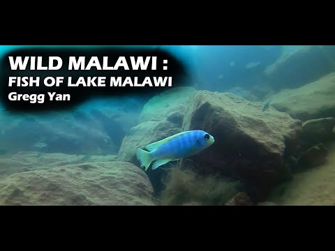 WILD MALAWI :