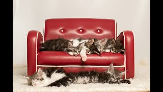Episode 6: Big Kittens by CatMumma Melissa Neumann 145 views 4 years ago 3 minutes, 33 seconds