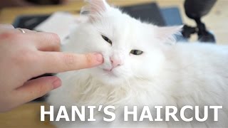 Hani's haircut! by Hani Cat 342 views 7 years ago 57 seconds