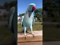 Parrot waving hello while free flying outside