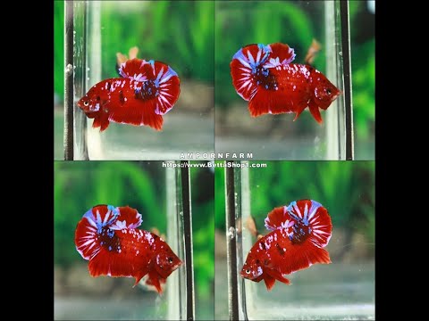 ปลากัด Red Star 200บ. เกรดคุณภาพ อัมพรฟาร์ม