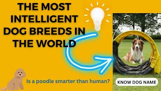 The Most Intelligent Dog Breeds in the World ‖veterinary channel