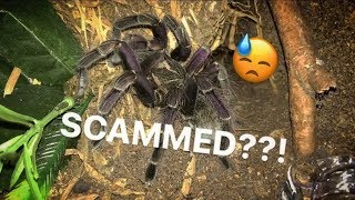 Did I just get SCAMMED for my MOST BEAUTIFUL TARANTULA?!! ~ *PISSED*