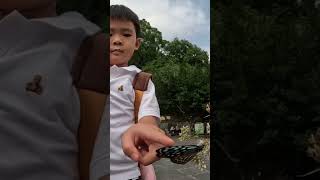The Maolin Purple Butterfly Valley 蝴蝶紛飛的茂林紫蝶幽谷