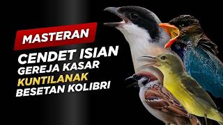Masteran Cendet Isian Gereja Kasar, Kuntilanak, Besetan Kolibri