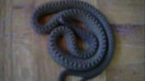 African Egg Eating Snake Defensive Behavior