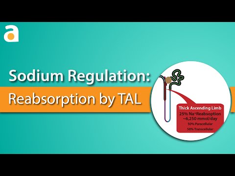 Video: Aquaporin 1 Og Na + / K + / 2Cl - Cotransporter 1 Er Til Stede I Leptomeningeal Vaskulatur I Det Voksne Gnavercentral Nervesystem