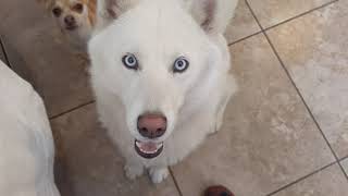 Husky Begs For A Chicken Wing
