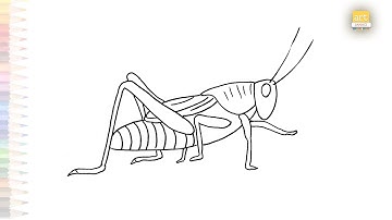 Grasshopper drawing 01 | Insect drawing videos easy | How to draw A Grasshopper step by step