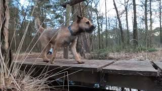 Border Terrier Woody wandelt door het natte bos by Border Terrier Tube (BTT) 405 views 3 months ago 3 minutes, 3 seconds