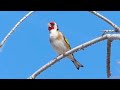 Wild goldfinch in nature, Amazing singing !!